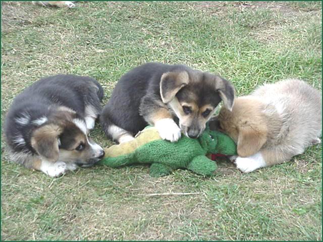 GRAPHIC: dog pack eats alligator