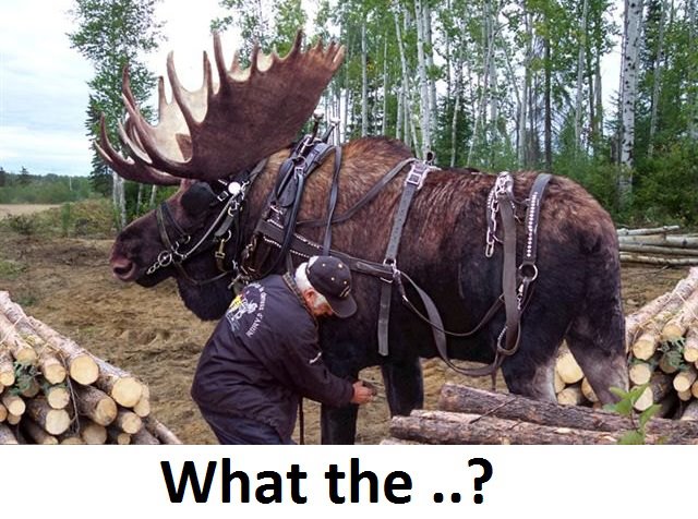 Canada 2 harness moose
