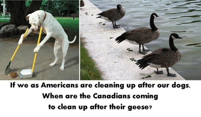 Canada goose clean up