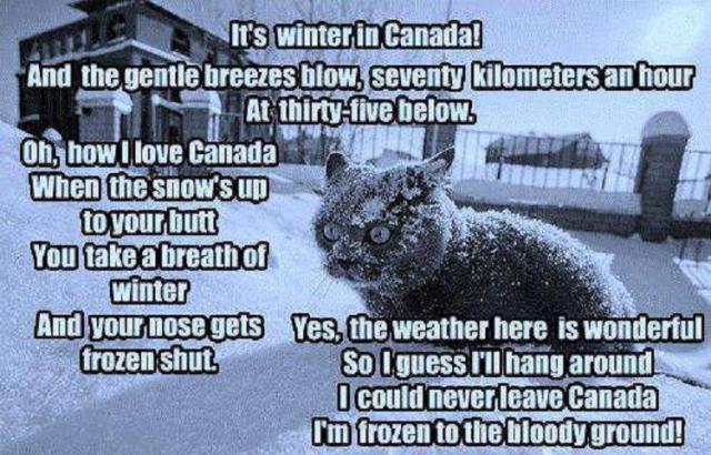 Canada winter cat frozen