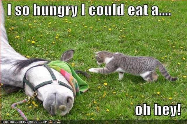 cat hungry eat horse