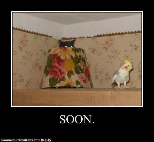cat parakeet soon