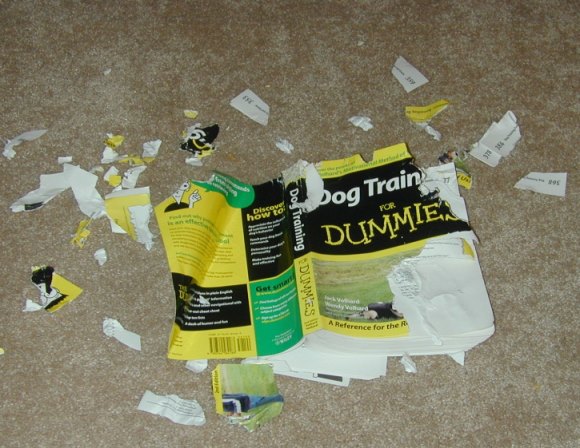 dog training 4 dummies
