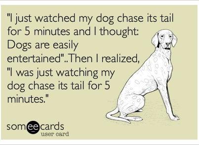 dogs chase tail