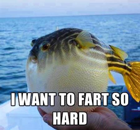 fish fart hard