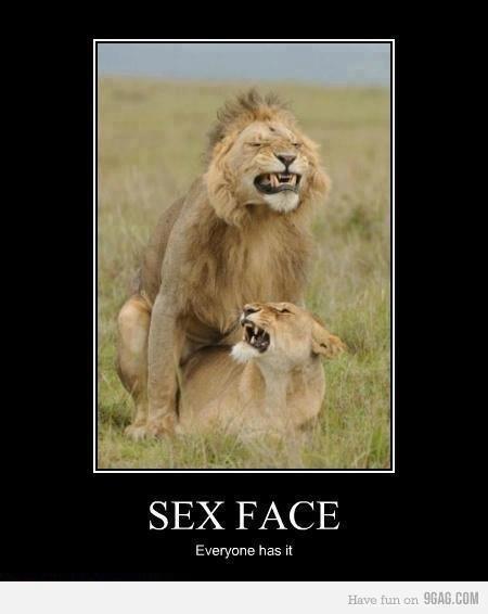 lion sex face