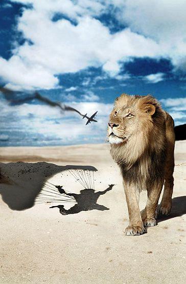lion wait parachute