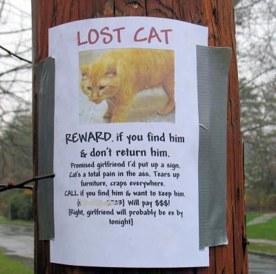 lost cat poster
