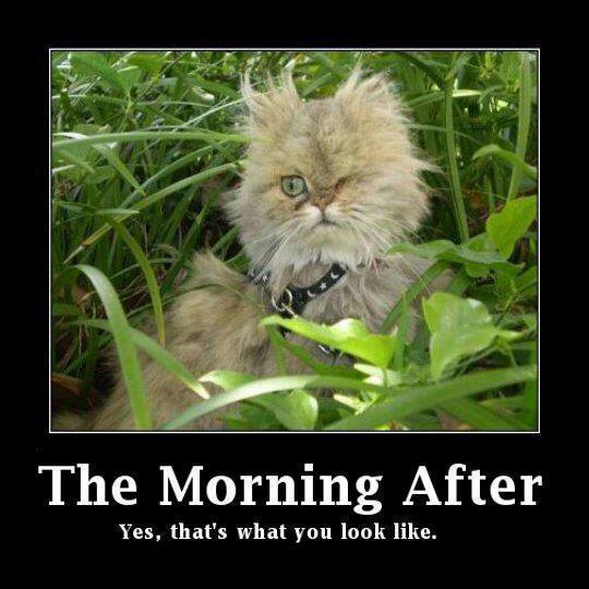 morning after