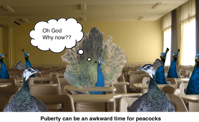 puberty awkward peacocks