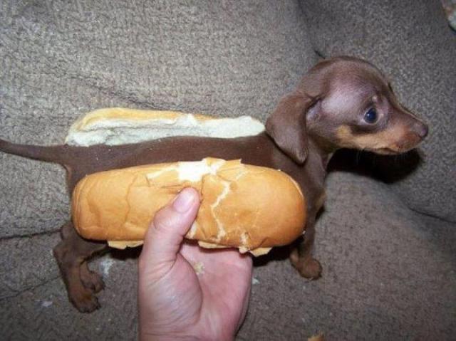 weiner dog