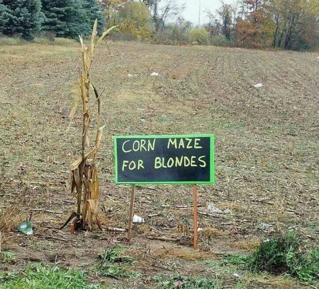 blonde corn maze X