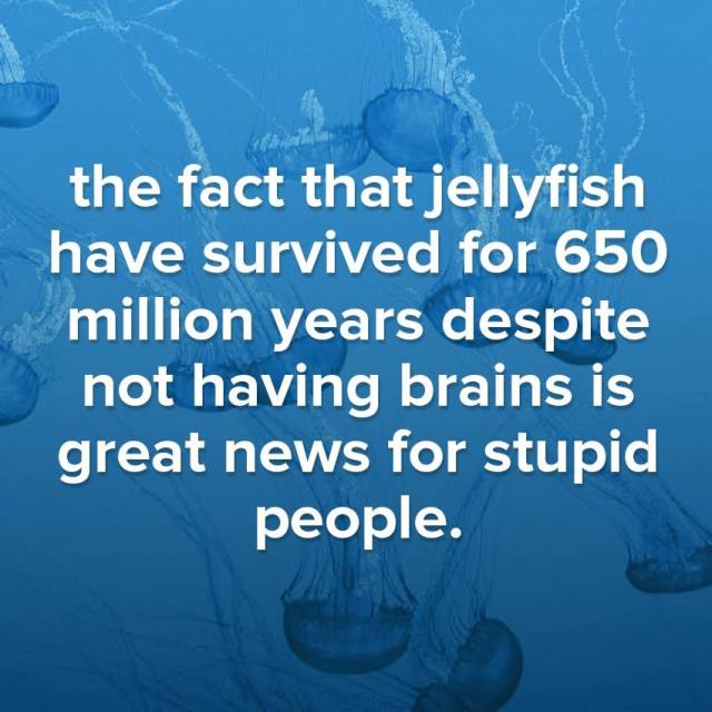 jellyfish no brains stupid X