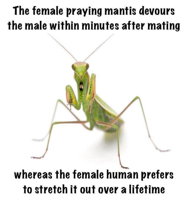 praying mantis X