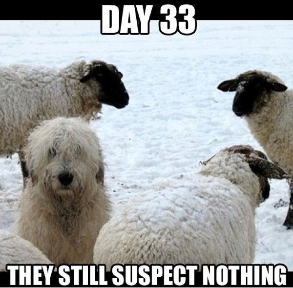 sheep suspect nothing X
