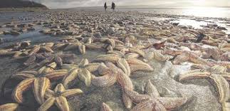starfish beach