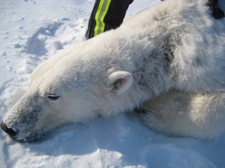 23 polar-bear